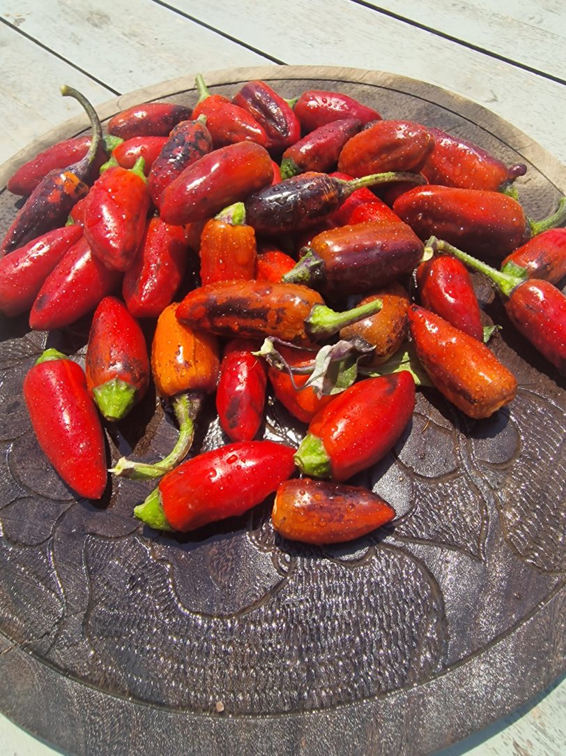 Jalapeno Big Pit X Purple Tiger Chilli Seeds - Image 2