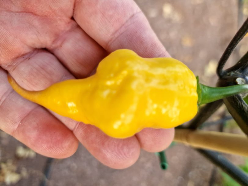 Jays x Pink x Reaper Lemon Chilli Seeds - Image 15