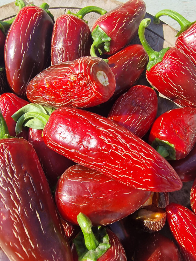 Craigs Grande Jalapeno Chilli Seeds - Image 6