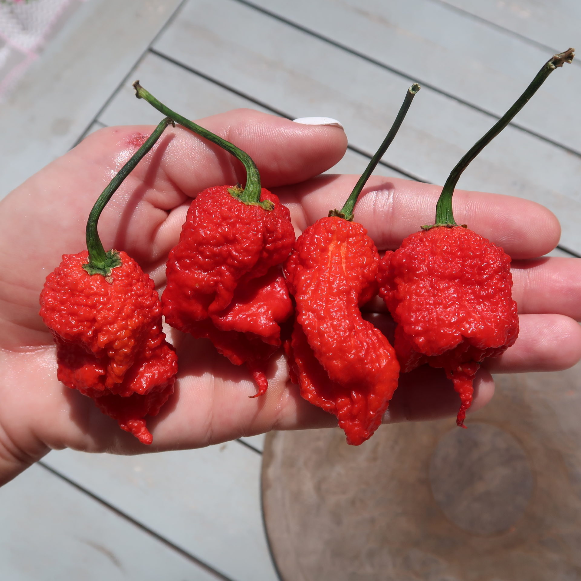 Ragnarok Chilli Seeds - 10 Fresh Ragnarok Pepper Seeds - RedDragonSeeds