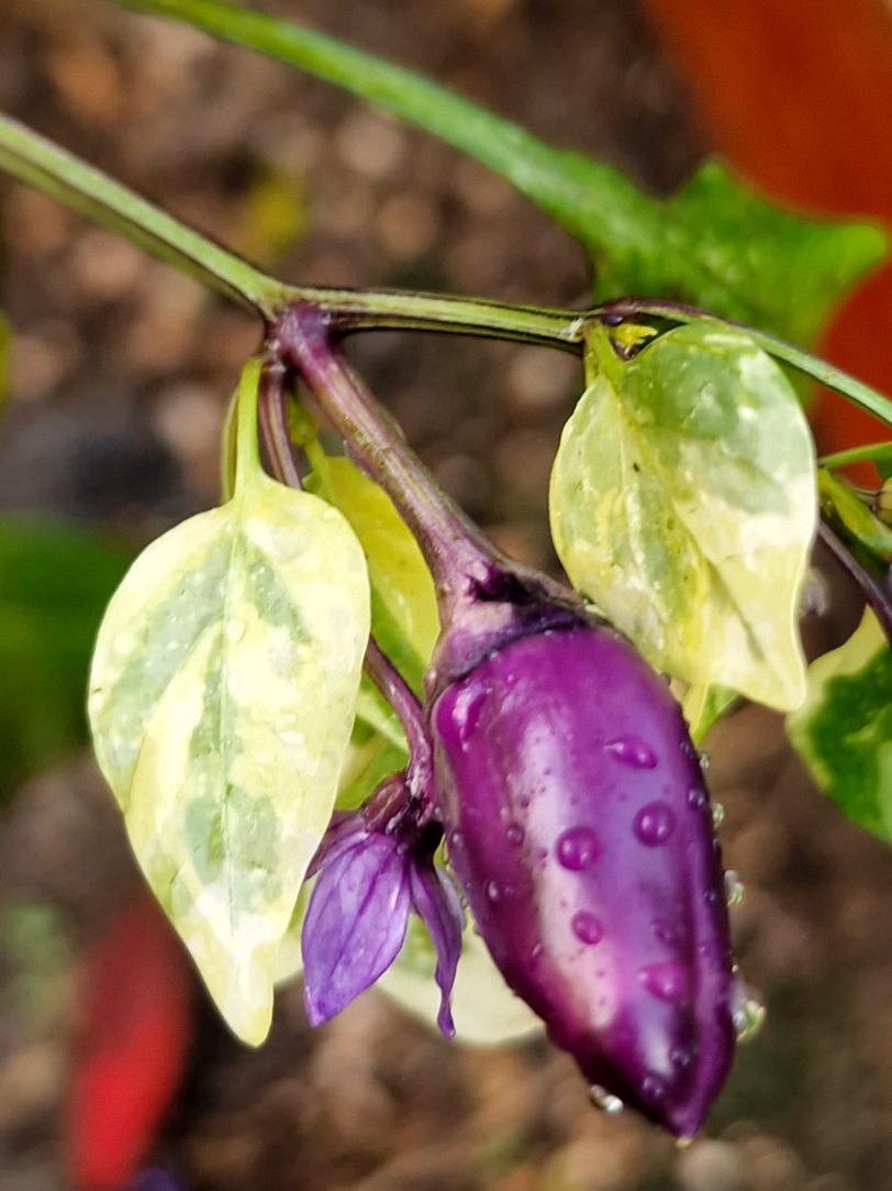 Jalapeno Big Pit X Purple Tiger Chilli Seeds - Image 16
