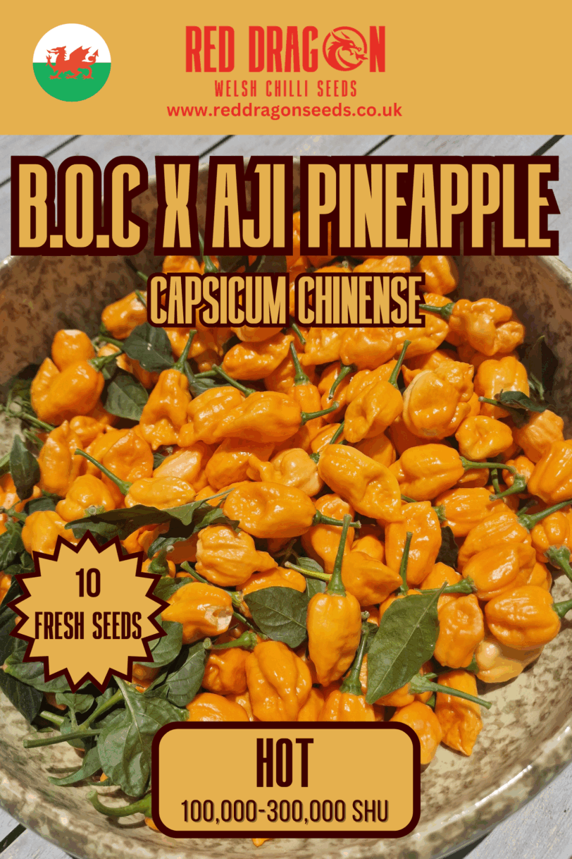 B.O.C x Aji Pineapple Chilli Seeds