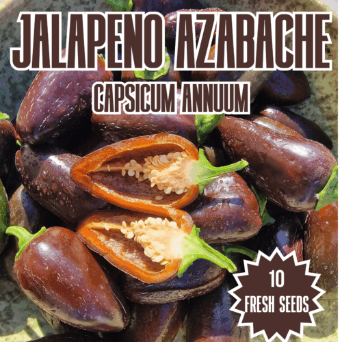 Jalapeno Azabache Chilli Seeds