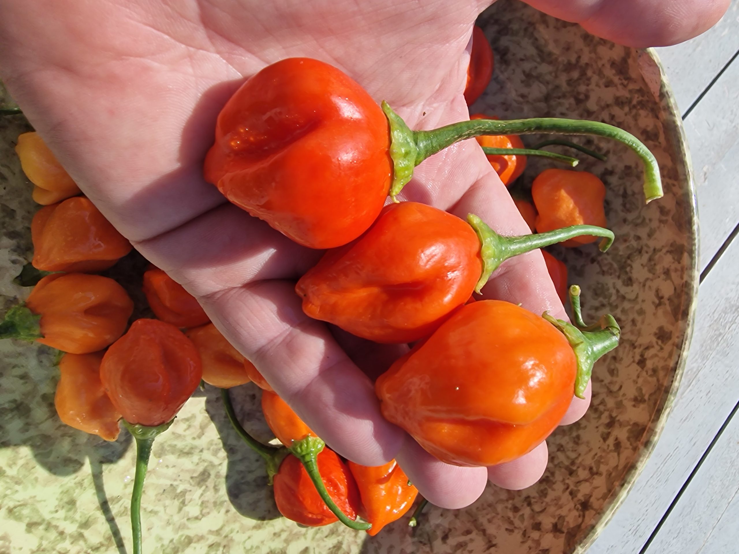 Apple Crisp Chilli Seeds - Image 6