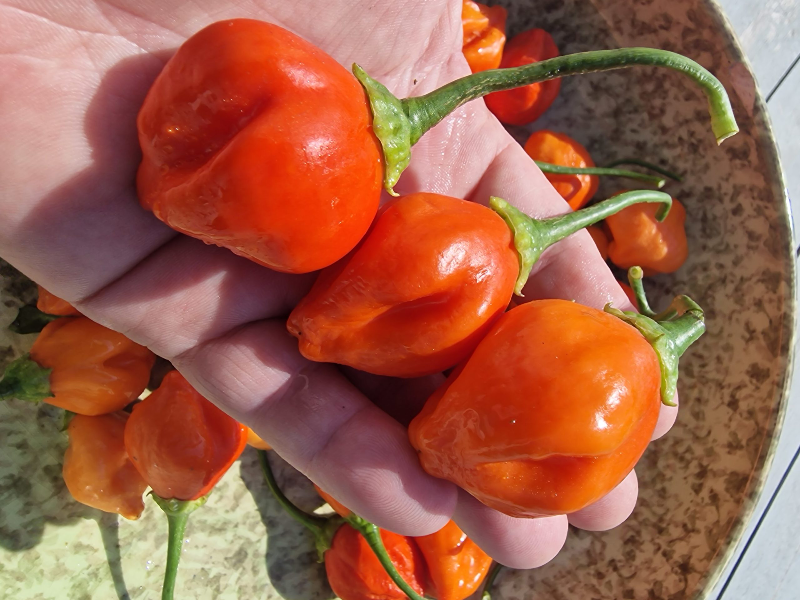 Apple Crisp Chilli Seeds - Image 5