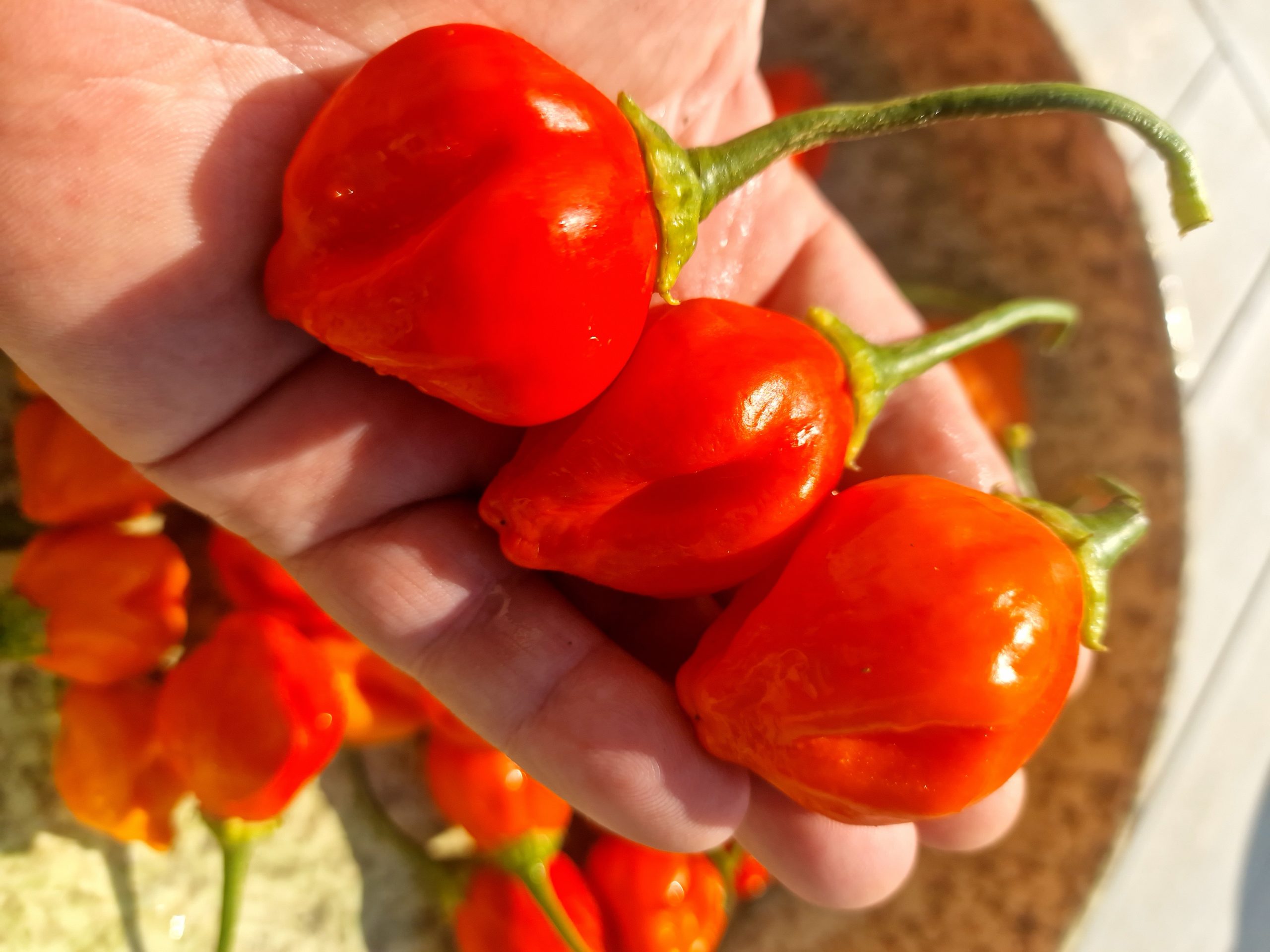 Apple Crisp Chilli Seeds - Image 4