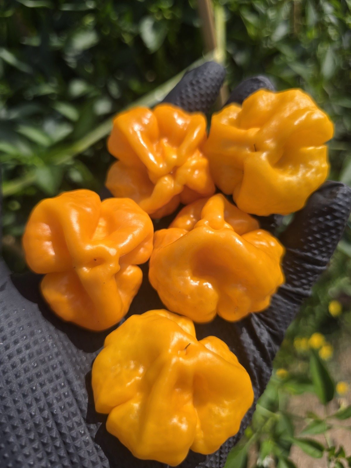 MA Daisy Cutter Chilli Seeds - Image 5
