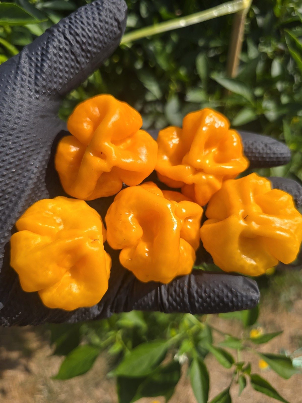 MA Daisy Cutter Chilli Seeds - Image 6