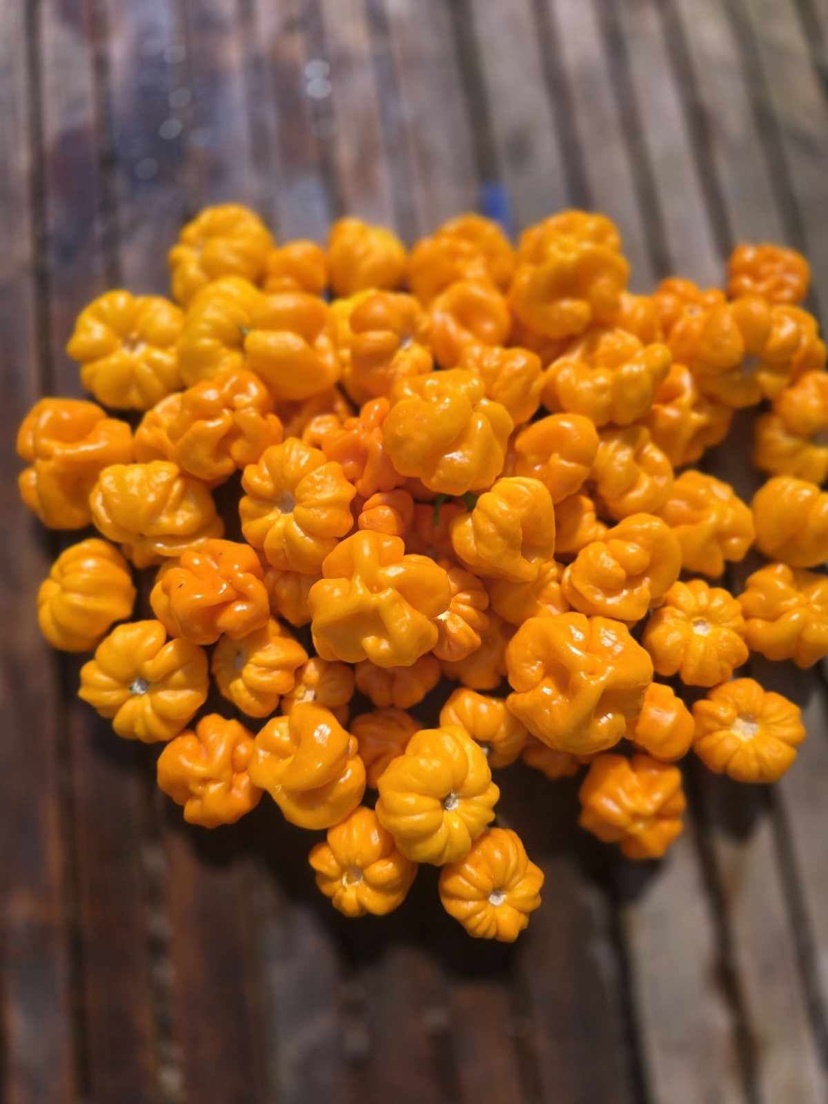 MA Daisy Cutter Chilli Seeds - Image 2