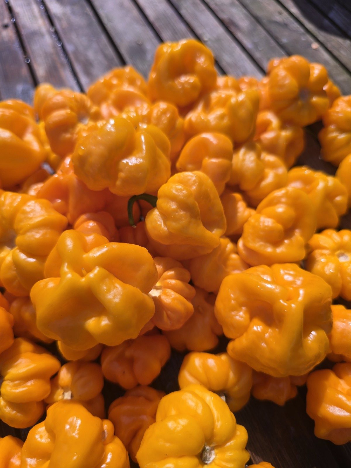 MA Daisy Cutter Chilli Seeds - Image 3