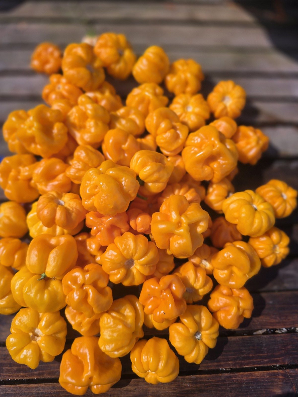 MA Daisy Cutter Chilli Seeds - Image 4