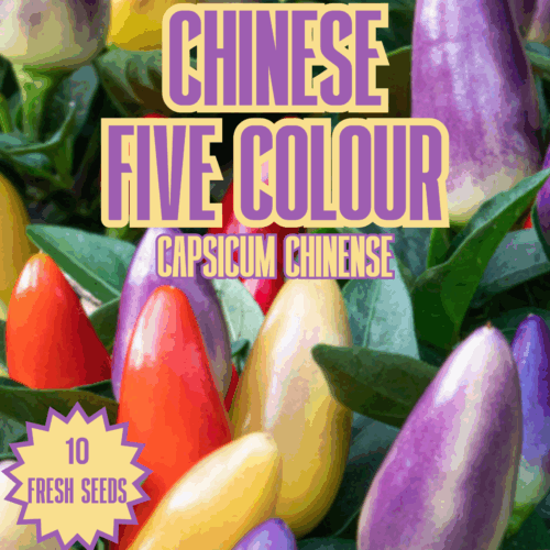 Chinese Five Colour Chilli Seeds