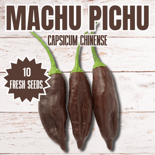Machu Pichu Chilli Seeds
