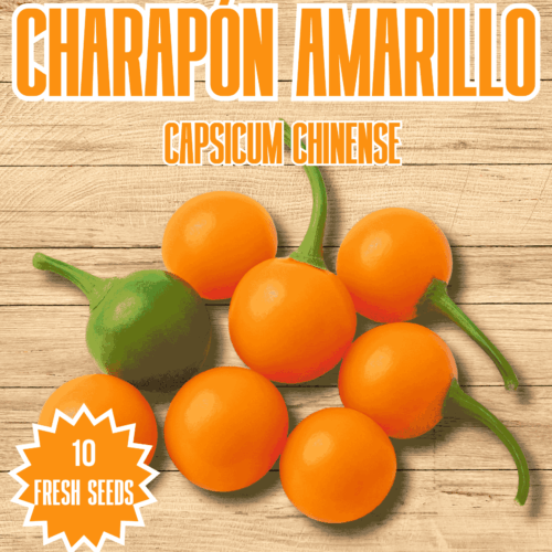Charapón Amarillo Chilli Seeds