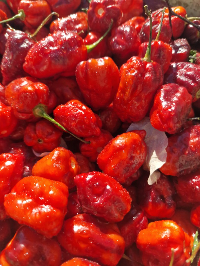 Purple Uprising Red Chilli Seeds - Image 6