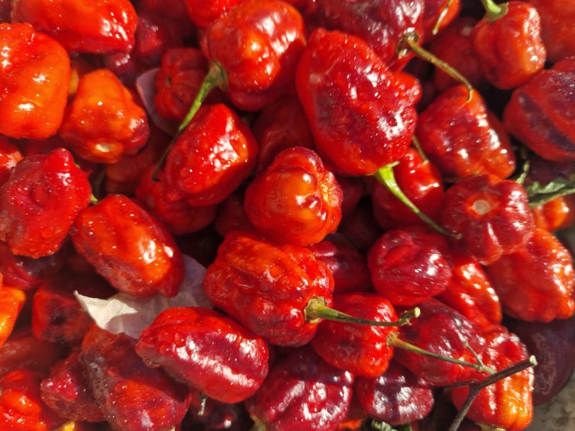 Purple Uprising Red Chilli Seeds - Image 5