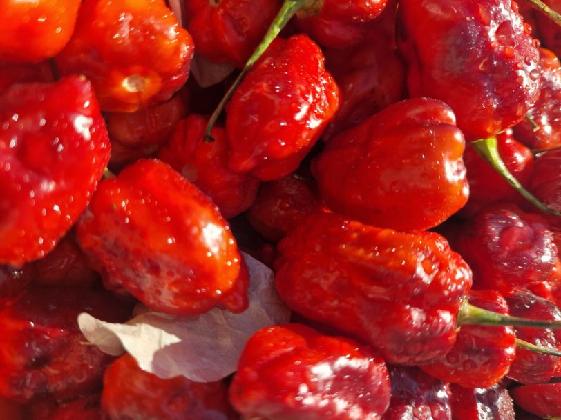 Purple Uprising Red Chilli Seeds - Image 4