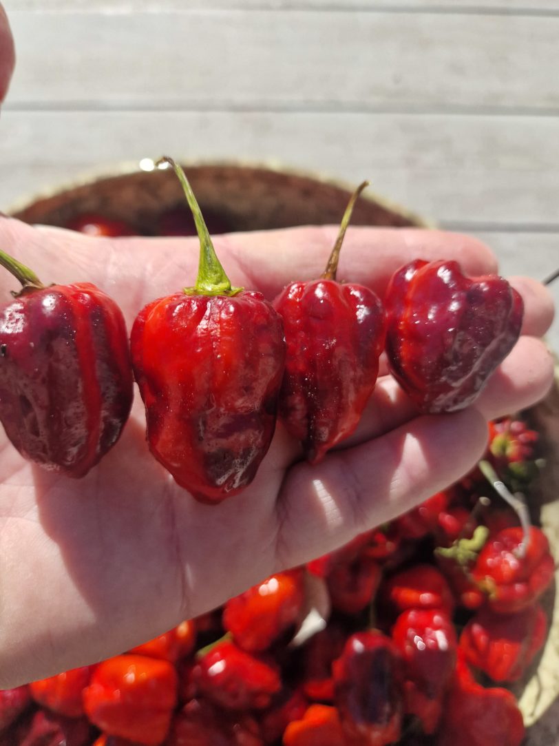 Purple Uprising Red Chilli Seeds - Image 3