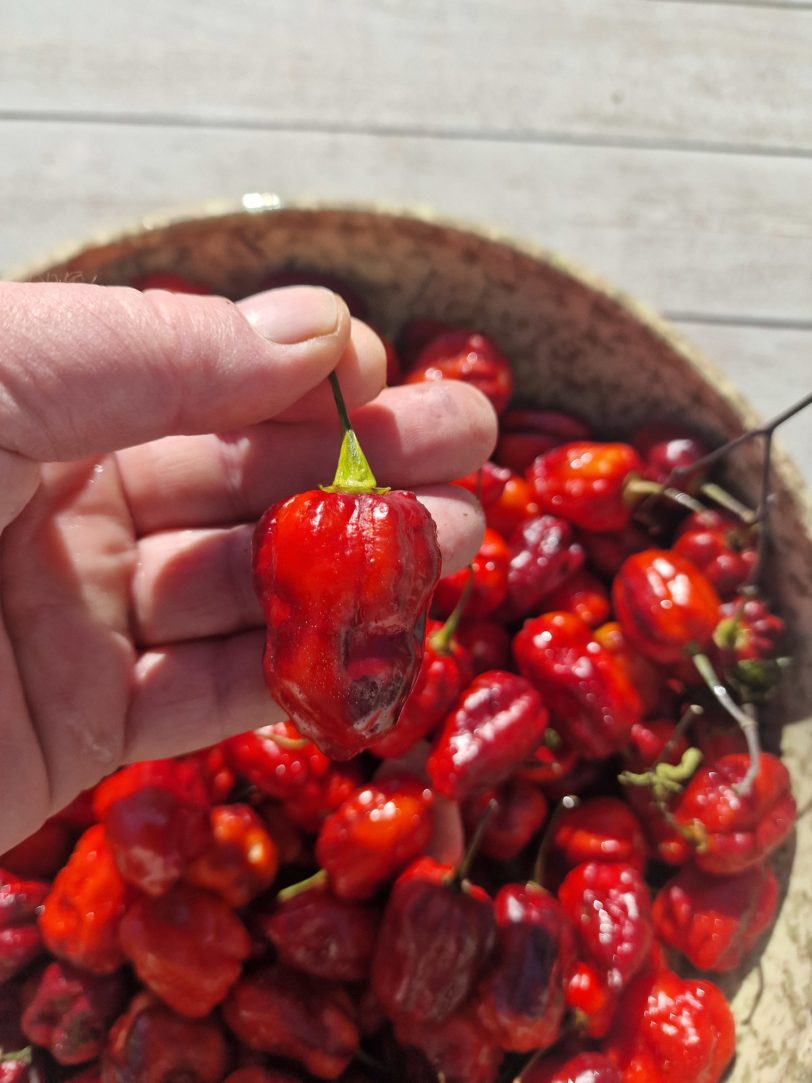 Purple Uprising Red Chilli Seeds - Image 2