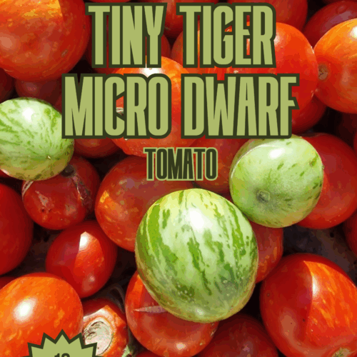 Tiny Tiger Micro Dwarf Tomato