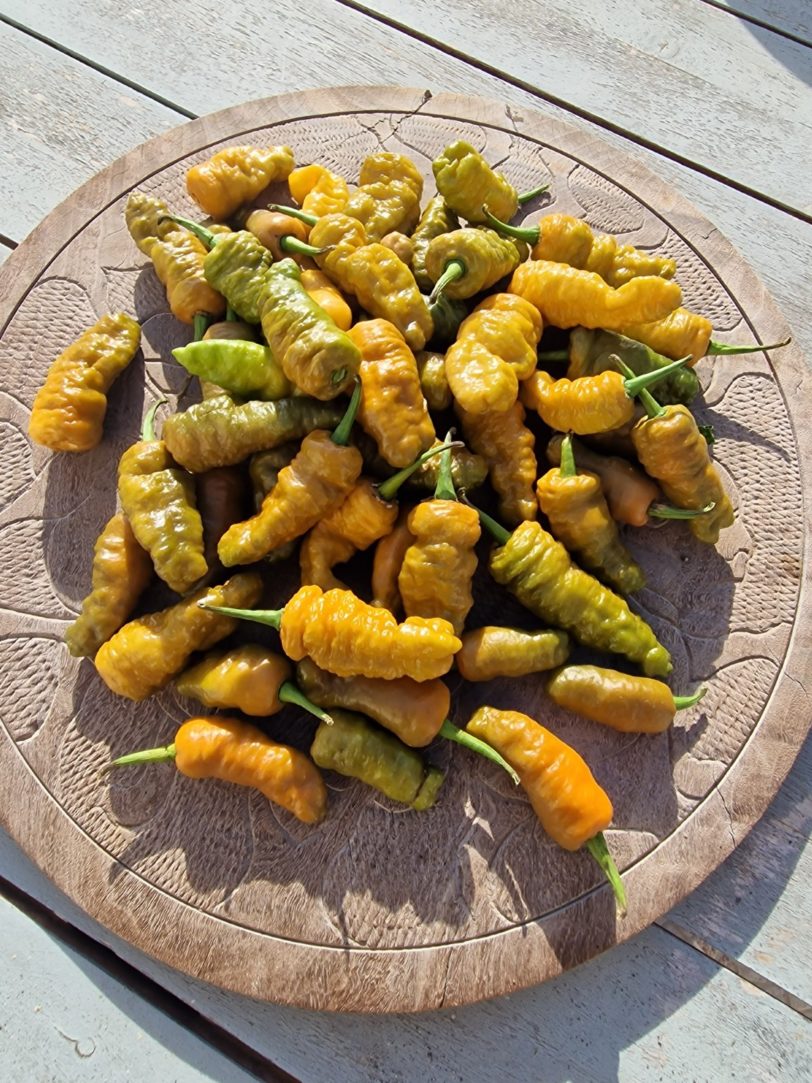 Butterscotch Ghost Scorpion Chilli Seeds - Image 2
