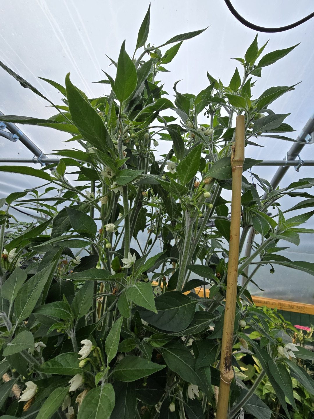 Chiltepin PI Chilli Seeds - Image 4