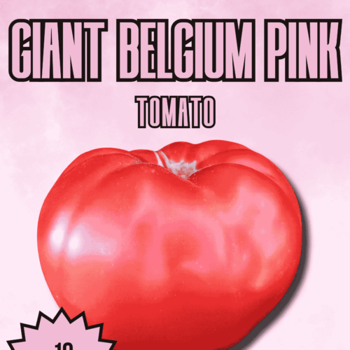Giant Belgium Pink Tomato Seeds