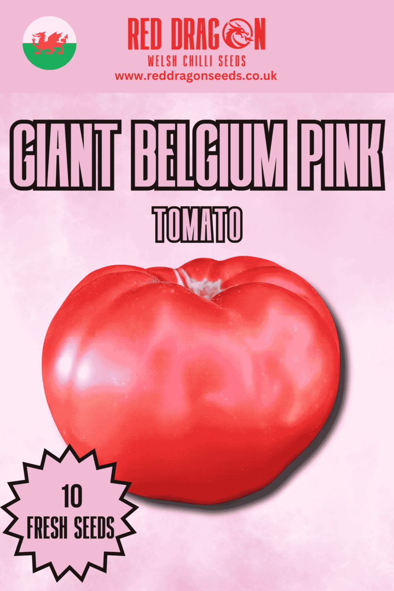 Giant Belgium Pink Tomato Seeds