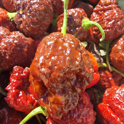Giant Black Naga Chilli Seeds