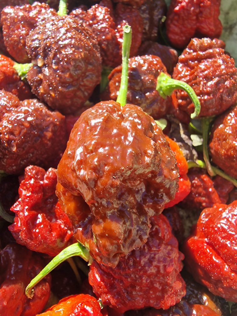 Giant Black Naga Chilli Seeds