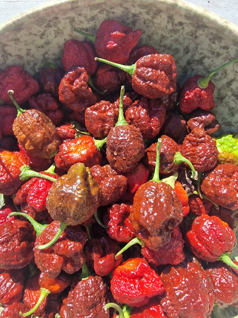 Giant Black Naga Chilli Seeds - Image 3