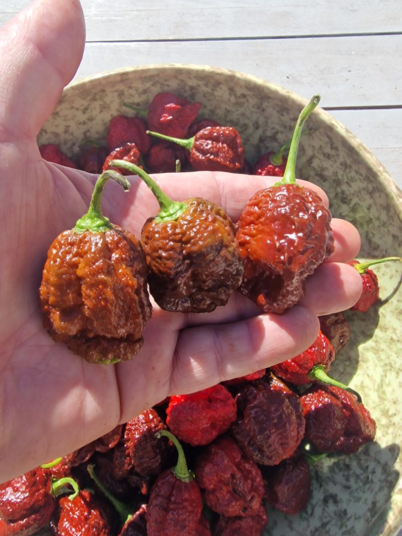 Giant Black Naga Chilli Seeds - Image 4