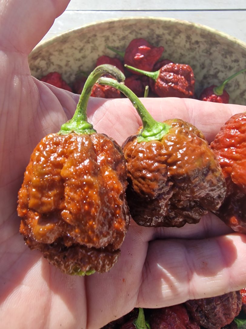 Giant Black Naga Chilli Seeds - Image 5