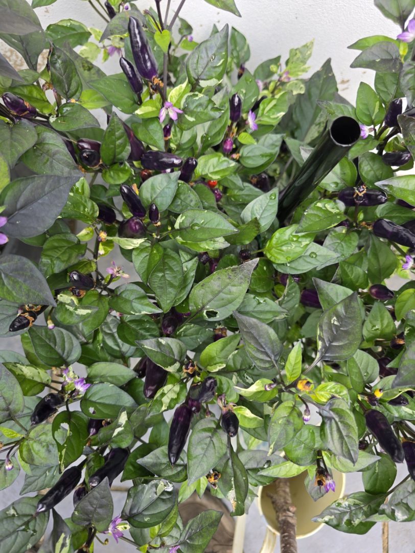 Pickles Blood Chilli Seeds - Image 9