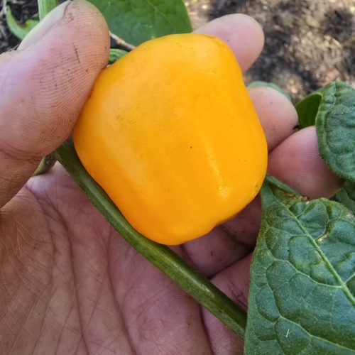 Manzano Rocoto Amarillo Yellow Chilli Seeds