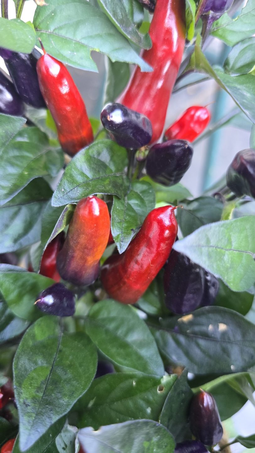 Pickles Blood Chilli Seeds - Image 7