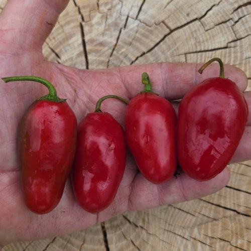 Alberto’s Locoto Rocoto Chilli Seeds