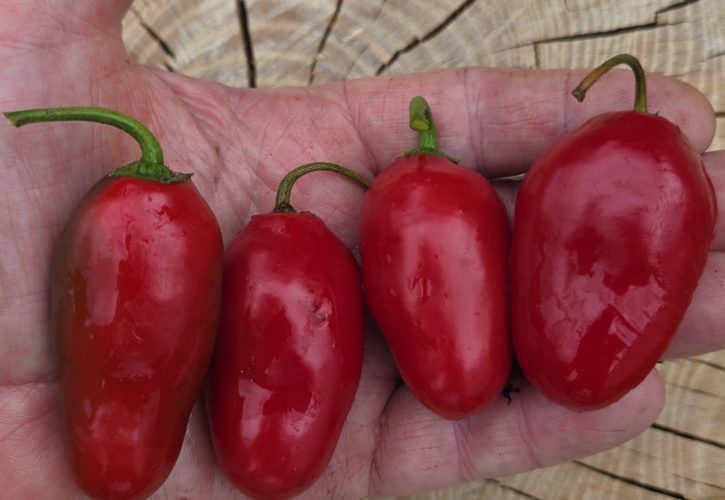 Alberto’s Locoto Rocoto Chilli Seeds