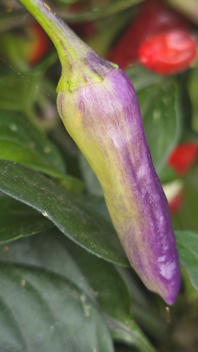Pickles Blood Chilli Seeds - Image 13