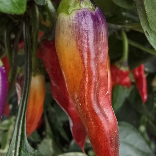 Pickles Blood Chilli Seeds