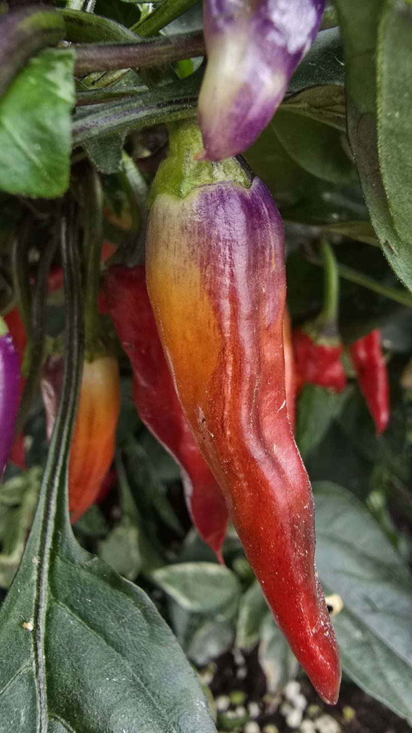 Pickles Blood Chilli Seeds