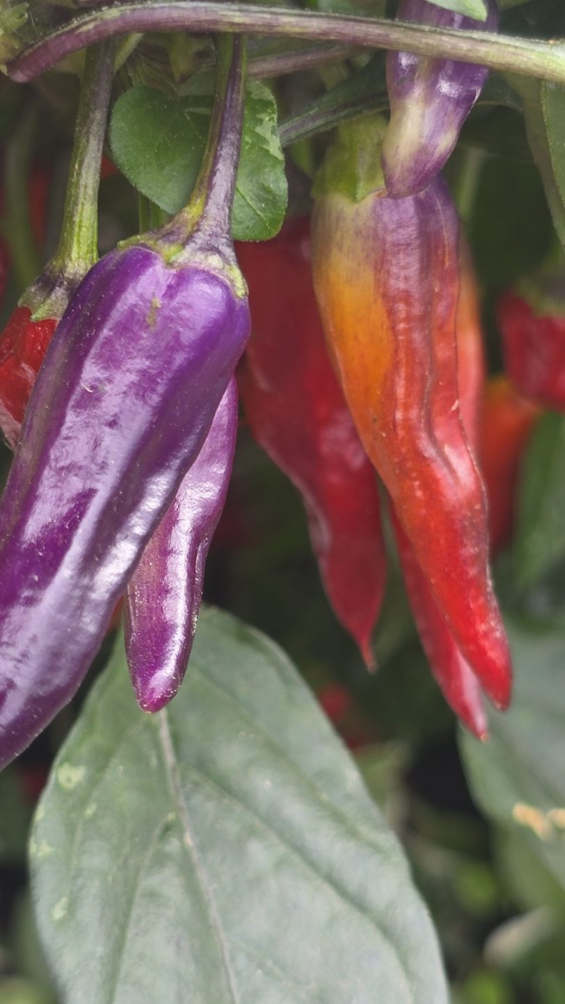 Pickles Blood Chilli Seeds - Image 3