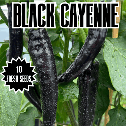 Black Cayenne Chilli Seeds – Fox Dark Cayenne Pepper Seeds