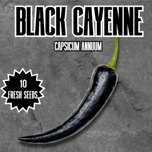 Black Cayenne Chilli Seeds