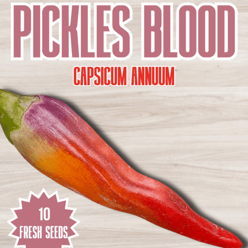 Pickles Blood Chilli Seeds