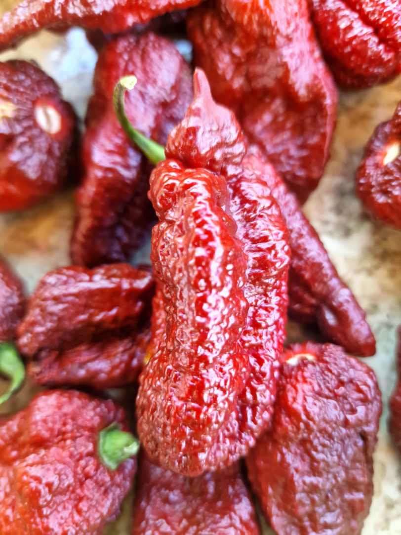 Chocolate Brainstrain Chilli Seeds - Image 3