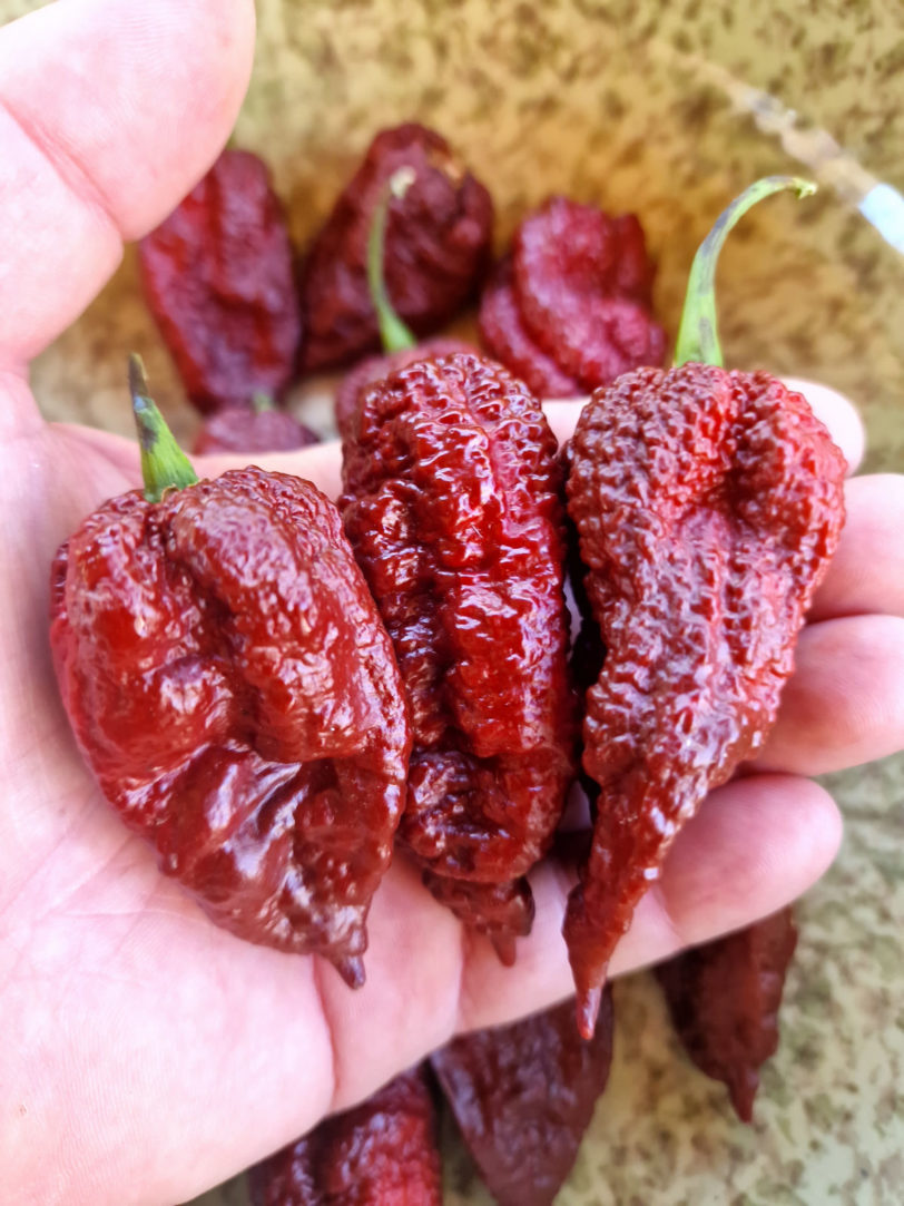 Chocolate Brainstrain Chilli Seeds - Image 4