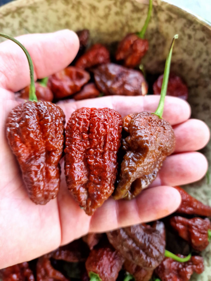 Chocolate Brainstrain Chilli Seeds - Image 8