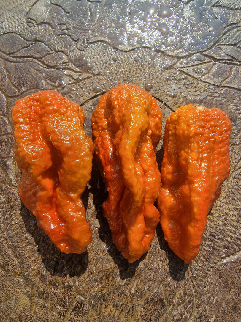 Chocolate Brainstrain Chilli Seeds - Image 9
