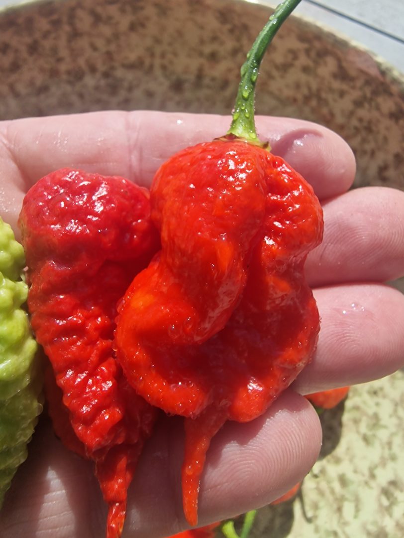 Death Spiral x Naglah Brown Chilli Seeds - Image 2